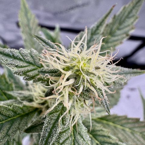 Pineapple Express #1 growlog timeline photo