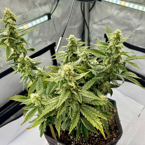 Pineapple Express #1 growlog timeline photo