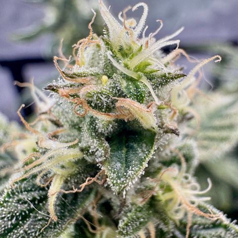 Pineapple Express #1 growlog timeline photo
