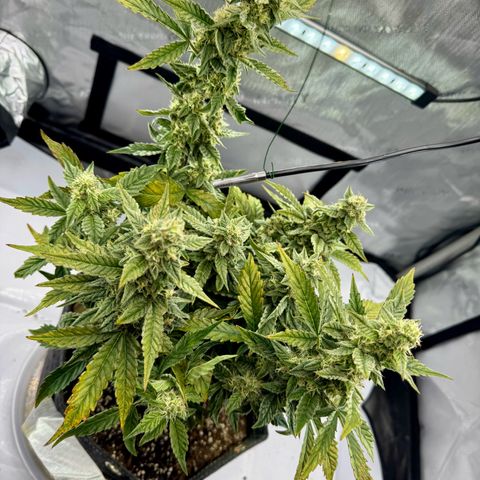 Pineapple Express #1 growlog timeline photo