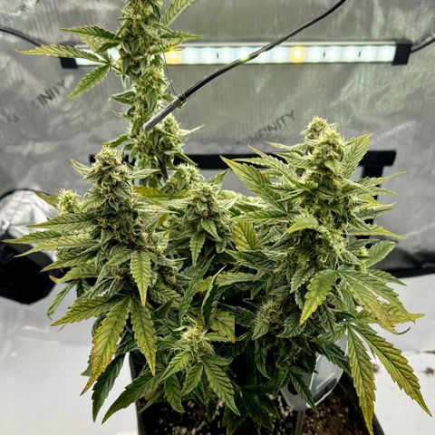 Pineapple Express #1 growlog timeline photo