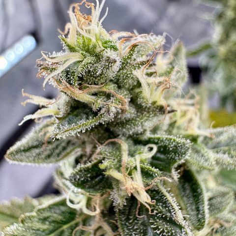 Pineapple Express #1 growlog timeline photo