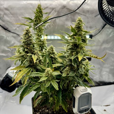 Pineapple Express #1 growlog photo: Still trying to get through the nutrient issue, but buds seem healthy