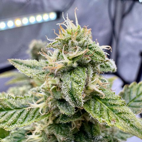 Pineapple Express #1 growlog photo: Still trying to get through the nutrient issue, but buds seem healthy