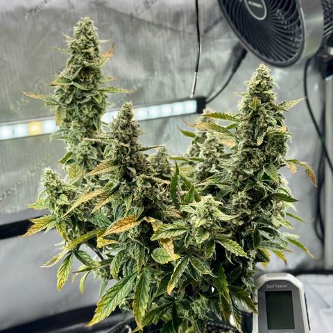 Pineapple Express #1 growlog timeline photo