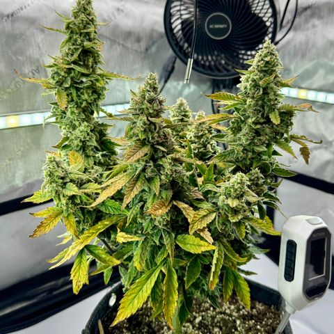 Pineapple Express #1 growlog photo: Chopping day. Trichomes were about 50% cloudy and I’m looking for an energetic experience. 