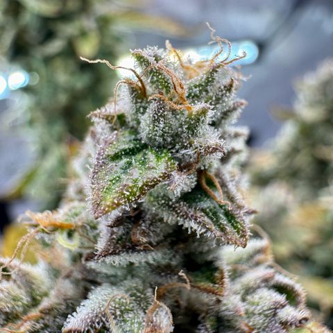 Pineapple Express #1 growlog photo: Chopping day. Trichomes were about 50% cloudy and I’m looking for an energetic experience. 