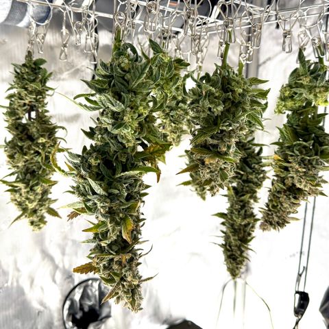 Pineapple Express #1 growlog photo: Chopping day. Trichomes were about 50% cloudy and I’m looking for an energetic experience. 
