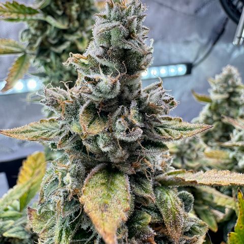 Pineapple Express #1 growlog photo: Chopping day. Trichomes were about 50% cloudy and I’m looking for an energetic experience. 