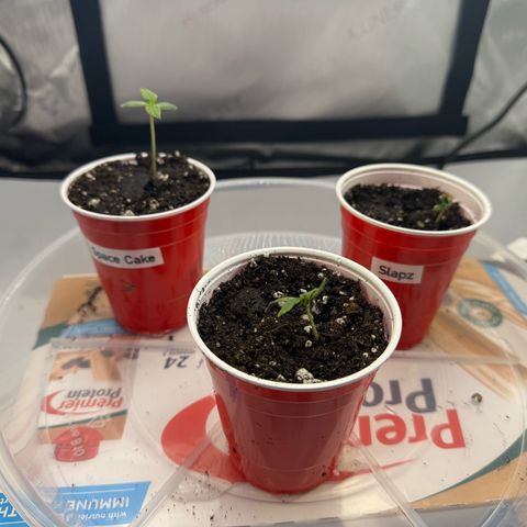 Space Cake #2 growlog timeline photo