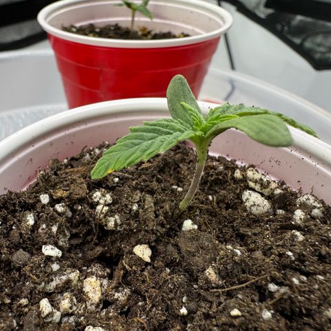 Space Cake #2 growlog timeline photo