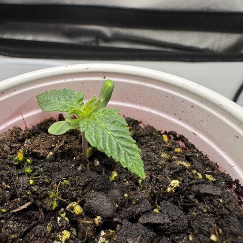 Slapz #1 growlog timeline photo