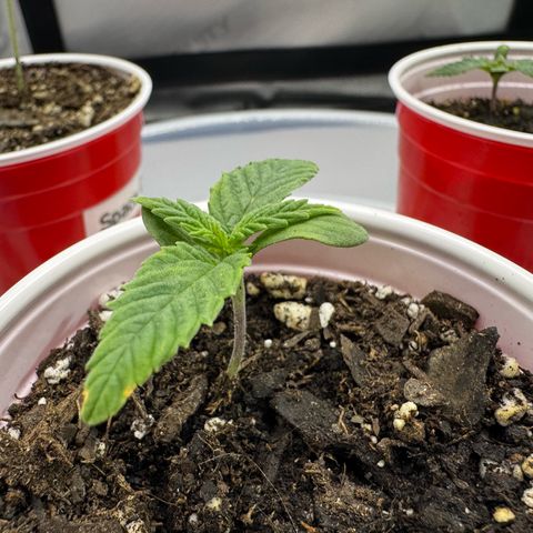 Space Cake #2 growlog timeline photo