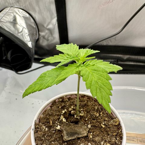Space Cake #3 growlog timeline photo