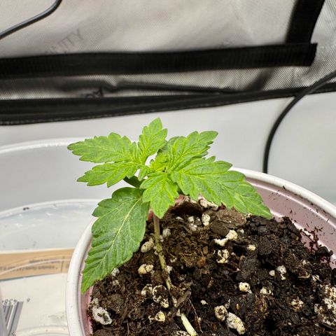 Slapz #1 growlog photo: After reducing light to 286ppfd, the plant is starting to stand up and leaf growth has accelerated. 