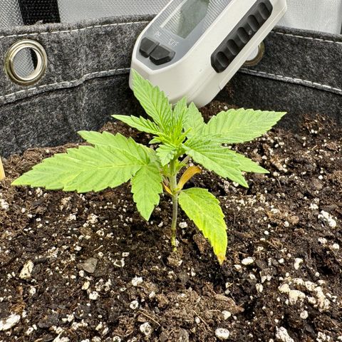 Space Cake #2 growlog timeline photo