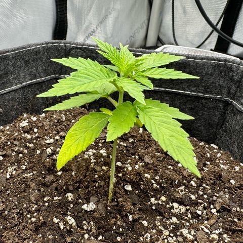 Space Cake #3 growlog timeline photo