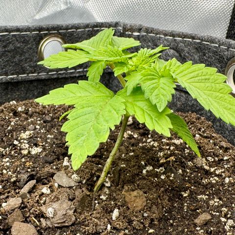 Slapz #1 growlog timeline photo