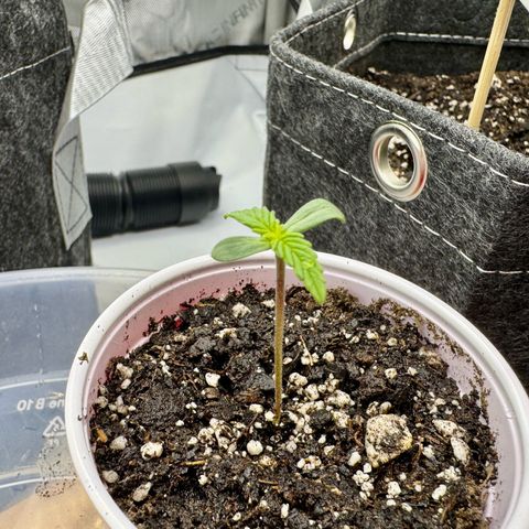 Rainbow Kush Autoflower growlog photo: Moved to main grow tent
