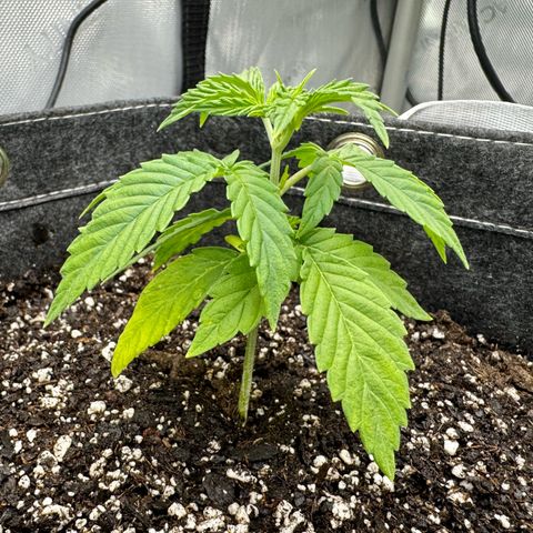 Space Cake #3 growlog timeline photo