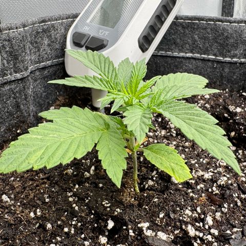 Space Cake #2 growlog timeline photo