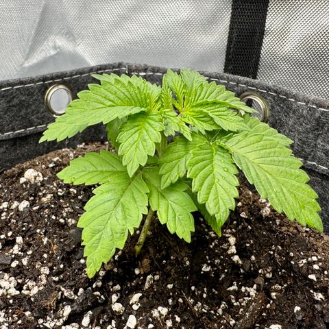 Slapz #1 growlog timeline photo