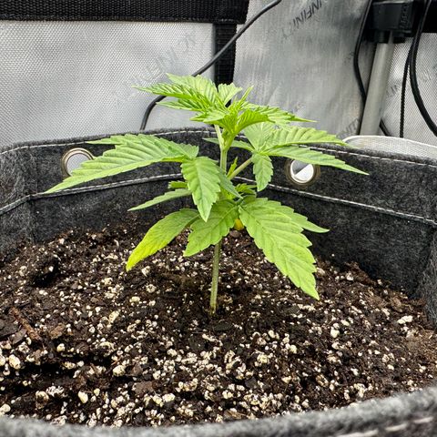 Space Cake #3 growlog timeline photo