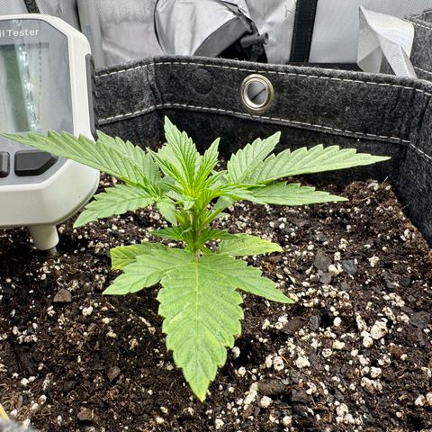 Space Cake #2 growlog timeline photo