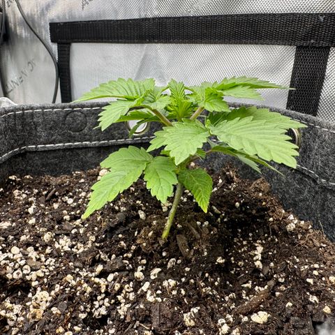 Slapz #1 growlog timeline photo