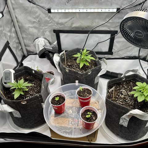 Rainbow Kush Autoflower growlog timeline photo