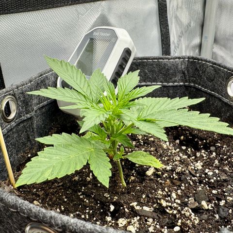 Space Cake #2 growlog timeline photo