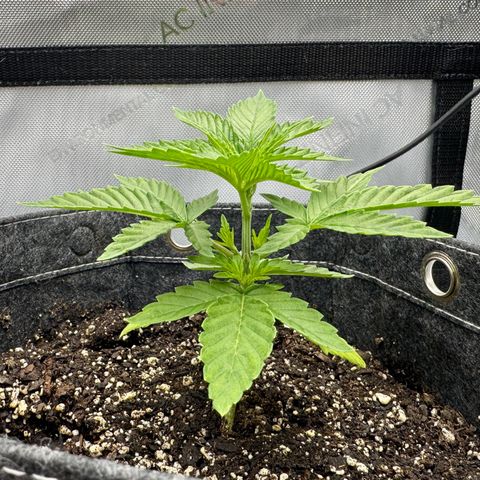 Space Cake #3 growlog timeline photo