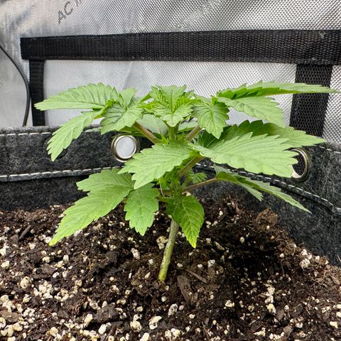 Slapz #1 growlog timeline photo