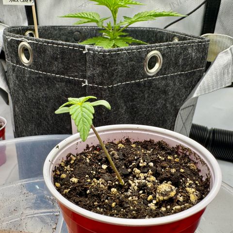 Rainbow Kush Autoflower growlog timeline photo