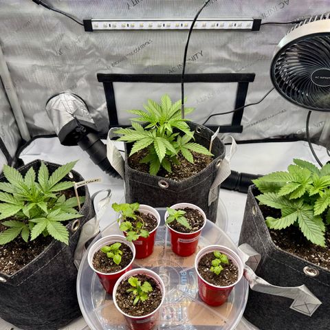 Rainbow Kush Autoflower growlog timeline photo