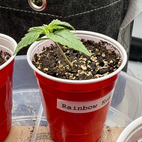 Rainbow Kush Autoflower growlog timeline photo