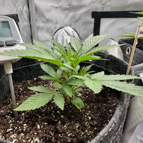 Space Cake #2 growlog timeline photo