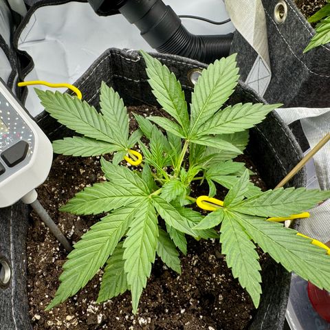 Space Cake #2 growlog timeline photo