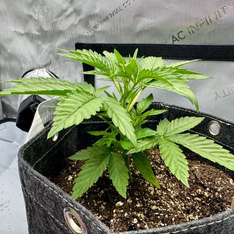 Space Cake #3 growlog timeline photo