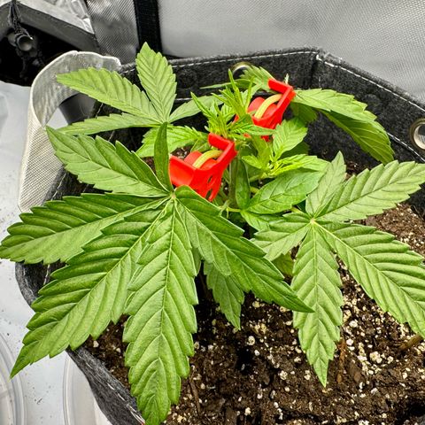 Space Cake #3 growlog timeline photo