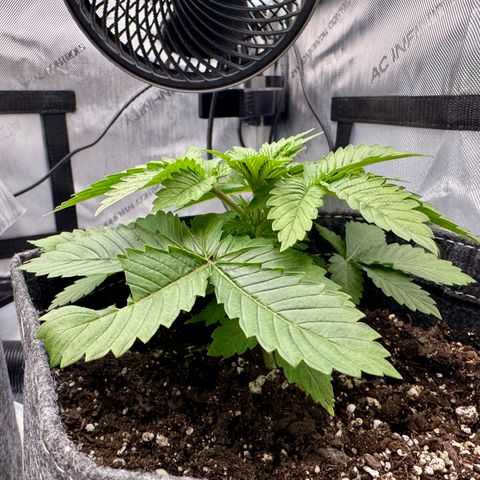 Slapz #1 growlog timeline photo