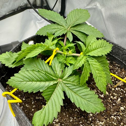 Slapz #1 growlog timeline photo