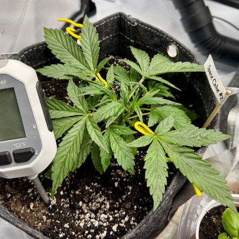 Space Cake #2 growlog timeline photo