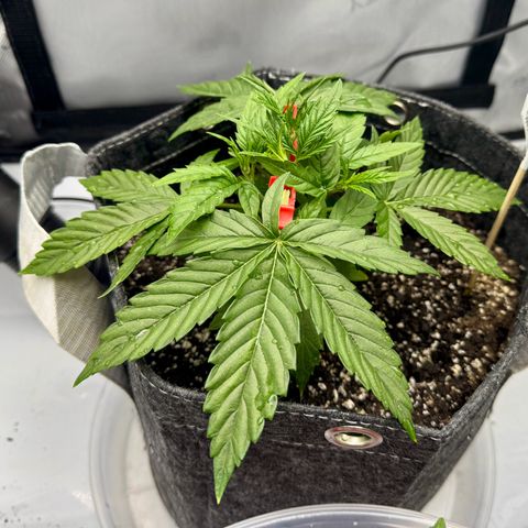 Space Cake #3 growlog timeline photo