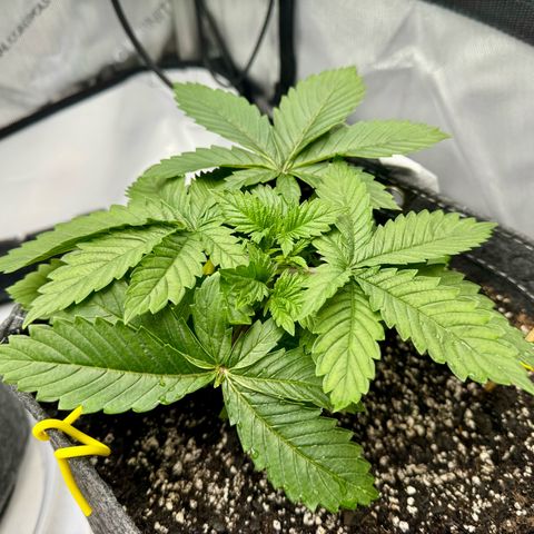 Slapz #1 growlog timeline photo