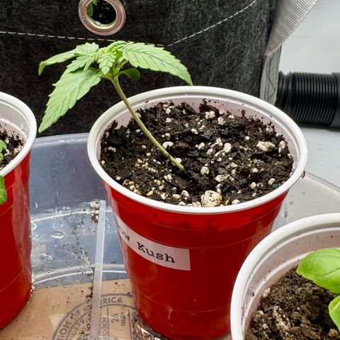 Rainbow Kush Autoflower growlog timeline photo