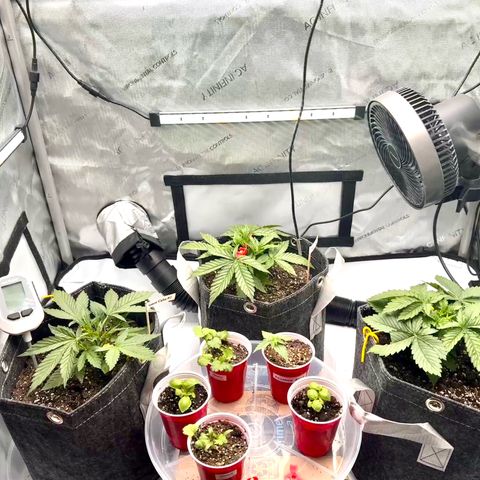Rainbow Kush Autoflower growlog timeline photo