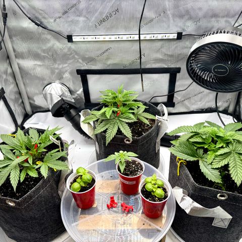 Rainbow Kush Autoflower growlog timeline photo