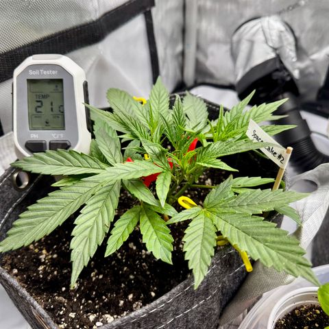 Space Cake #2 growlog timeline photo