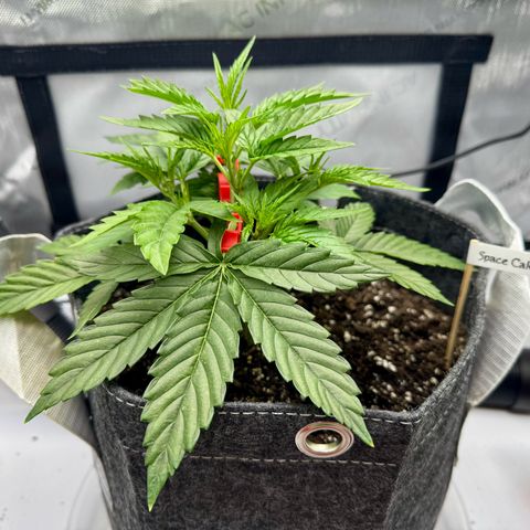 Space Cake #3 growlog timeline photo